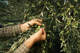 Peperoncino EVOO Tin 250ml by Frantoio Galantino
