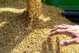 Gli Aironi Riso Carnaroli Rice 2.2 lb (1 kg)